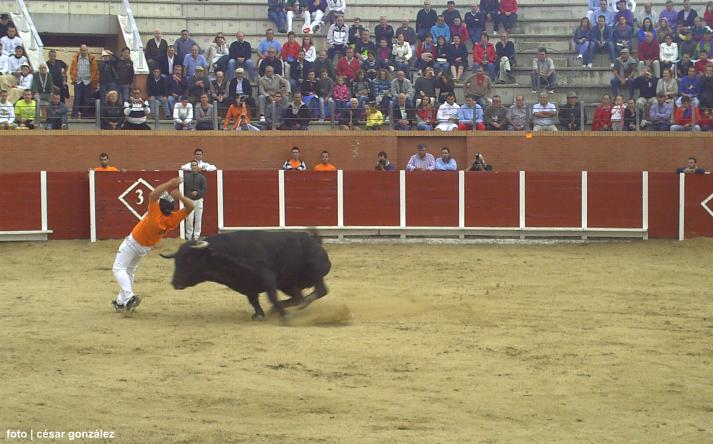 foto de los novillos